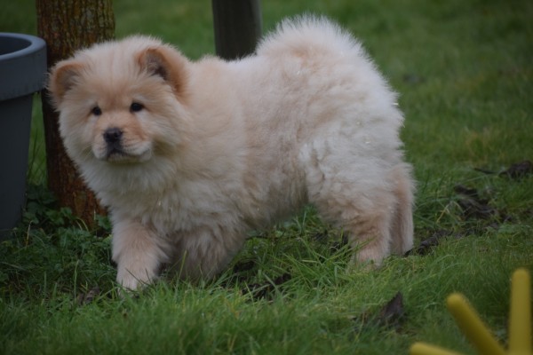 Chow Chow (teef) 66401