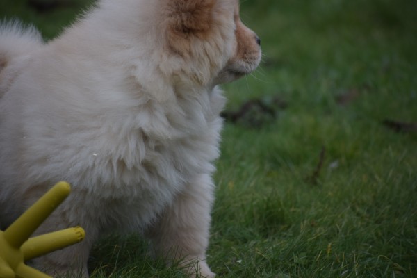 Chow Chow (teef) 66401