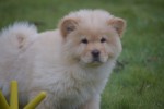 Chow Chow (teef) 66401