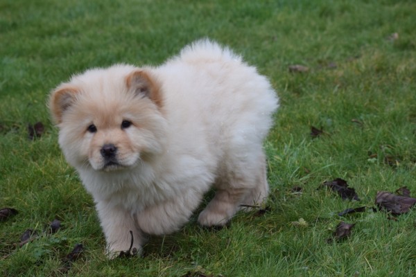 Chow Chow (teef) 66401