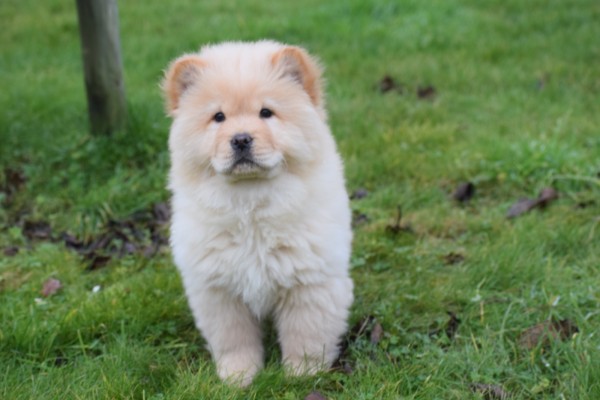 Chow Chow (teef) 66401