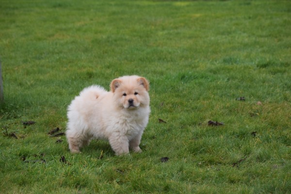 Chow Chow (teef) 66401