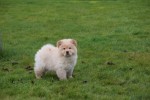 Chow Chow (teef) 66401