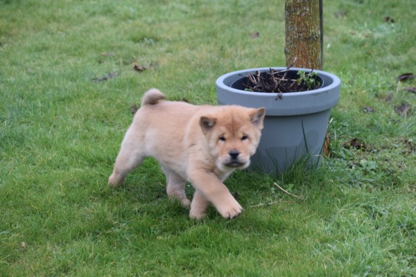 Chow Chow (teef) 66632