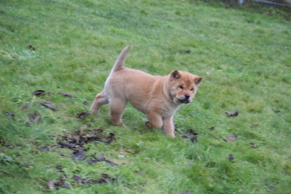 Chow Chow (teef) 66632