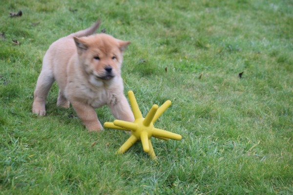 Chow Chow (teef) 66632