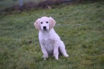 Retriever Golden (teef) 66896