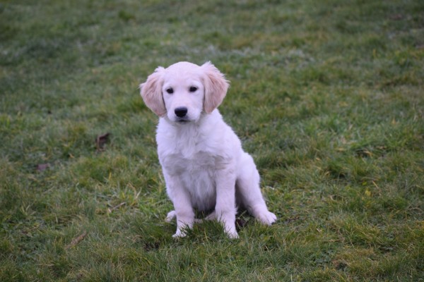 Retriever Golden (teef) 66896