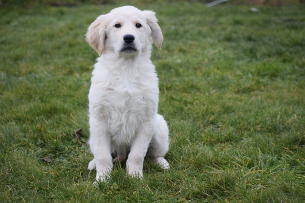 Retriever Golden (reu) 65383