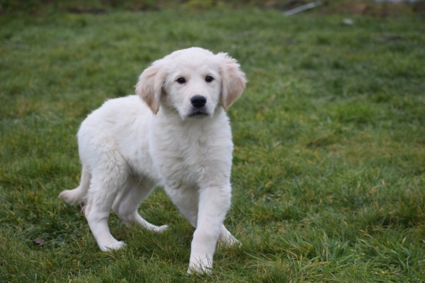 Retriever Golden (reu) 65383
