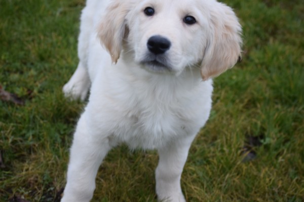 Retriever Golden (reu) 65383