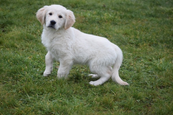 Retriever Golden (reu) 65383