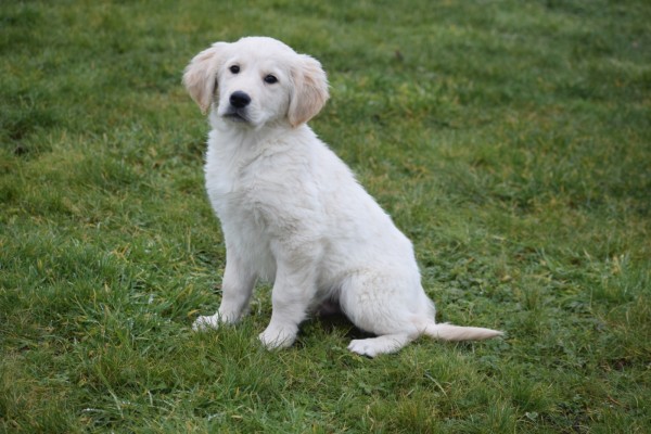 Retriever Golden (reu) 65383