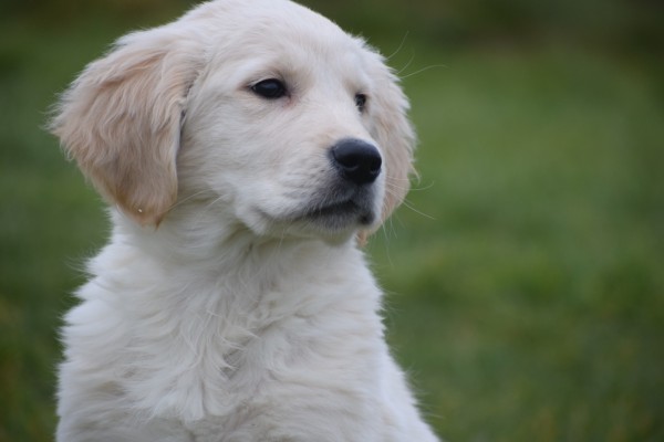 Retriever Golden (reu) 65383