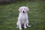 Retriever Golden (teef) 48666