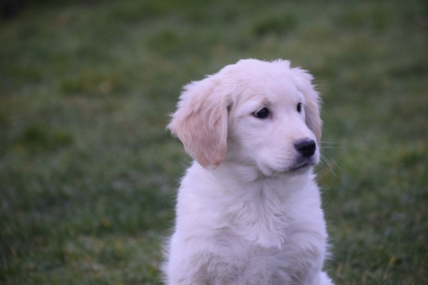 Retriever Golden (teef) 48666