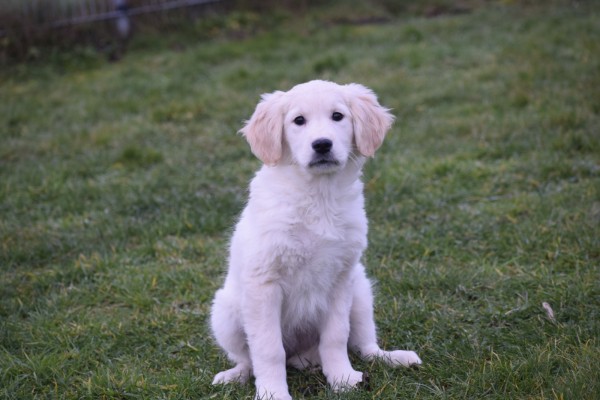 Retriever Golden (teef) 48666