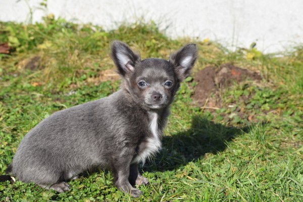 Chihuahua (reu) 27547