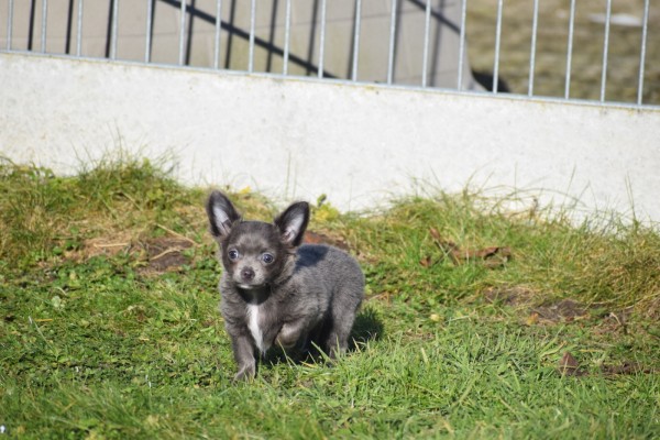 Chihuahua (reu) 27547