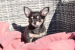 Chihuahua (teef) 27540