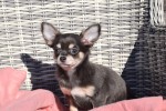 Chihuahua (teef) 27540