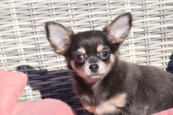 Chihuahua (teef) 27540