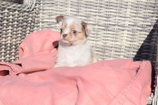 Chihuahua (reu) 38789