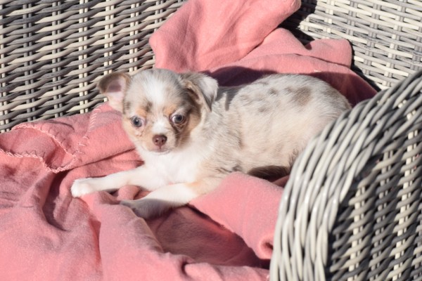 Chihuahua (reu) 38789