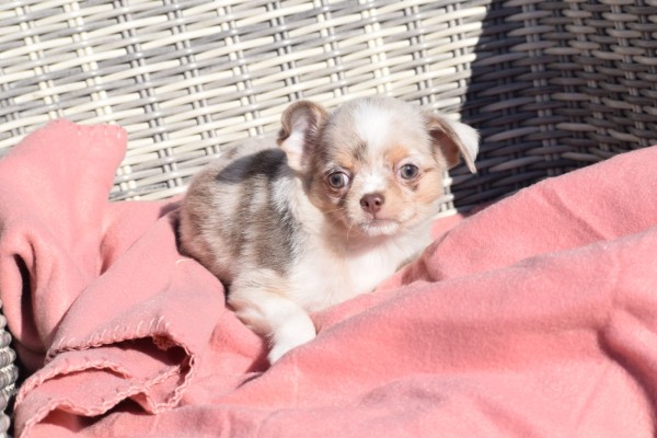 Chihuahua (reu) 38789