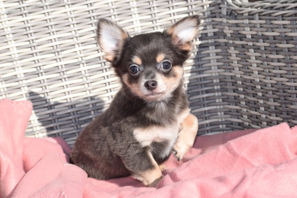 Chihuahua (reu) 27543