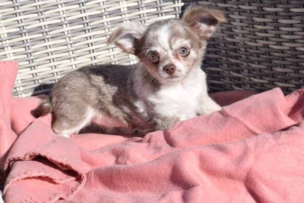 Chihuahua (teef) 27546