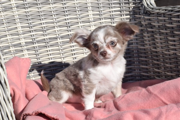 Chihuahua (teef) 27546