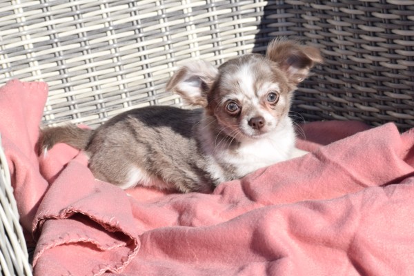 Chihuahua (teef) 27546