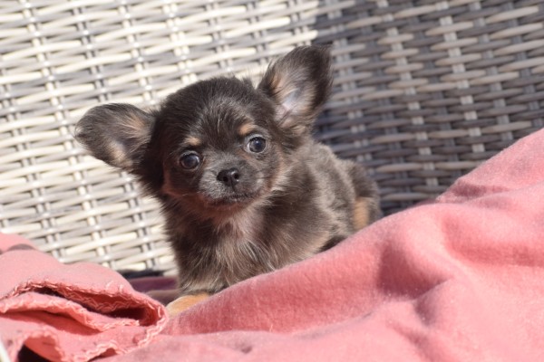 Chihuahua (reu) 39581