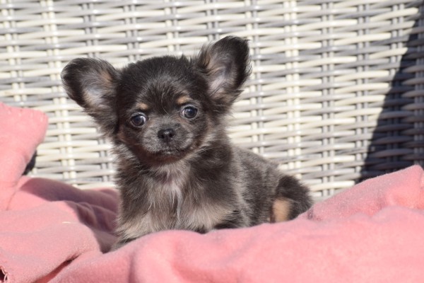 Chihuahua (reu) 39581