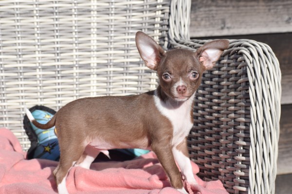 Chihuahua (reu) 30746