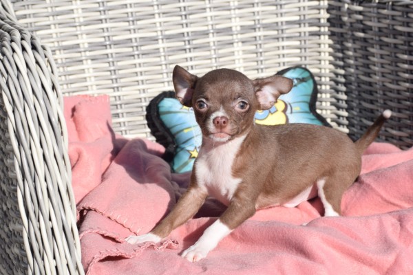 Chihuahua (reu) 30746