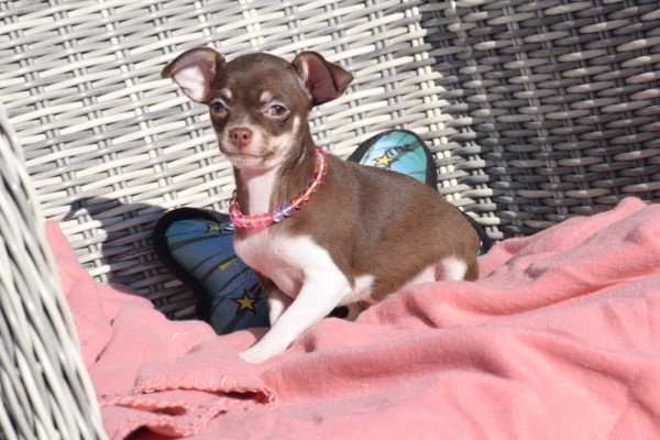 Chihuahua (teef) 30753