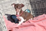 Chihuahua (teef) 30753