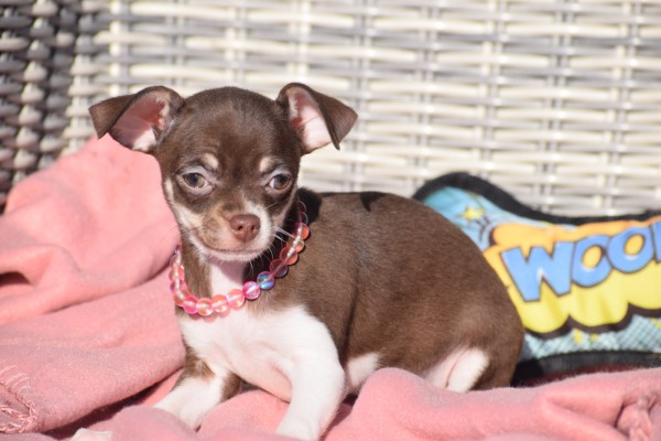 Chihuahua (teef) 30753