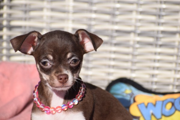 Chihuahua (teef) 30753