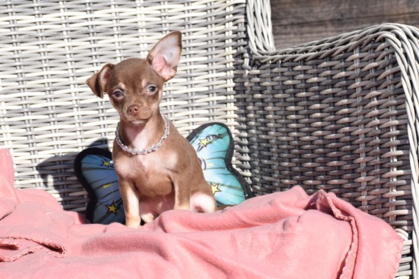 Chihuahua (teef) 30754