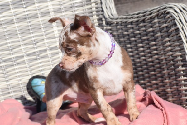 Chihuahua (reu) 30750