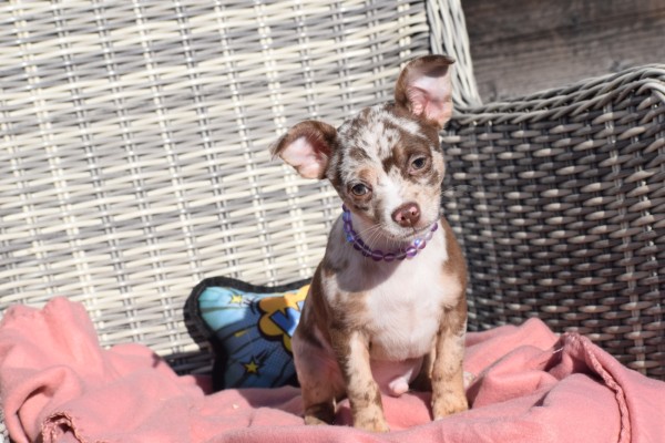 Chihuahua (reu) 30750