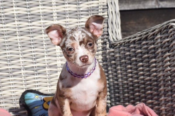 Chihuahua (reu) 30750