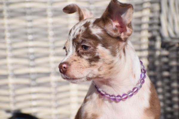 Chihuahua (reu) 30750