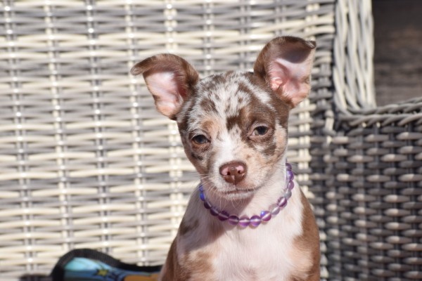 Chihuahua (reu) 30750