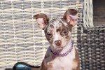 Chihuahua (reu) 30750