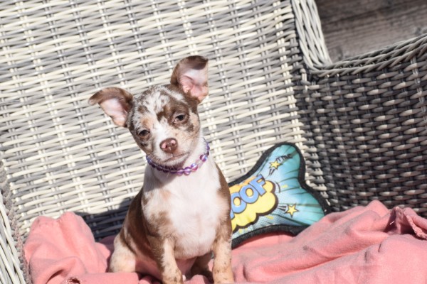 Chihuahua (reu) 30750