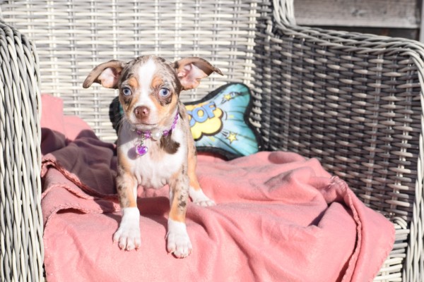 Chihuahua (reu) 30748